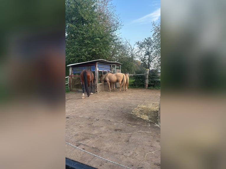 Vrije stalplaats beschikbaar