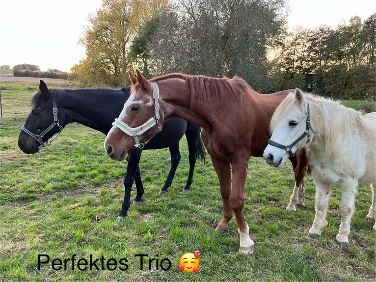 Vrije stalplaats beschikbaar