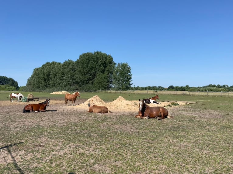 Vrije stalplaats in zelfvoorzienende gemeenschap, prijs op aanvraag
