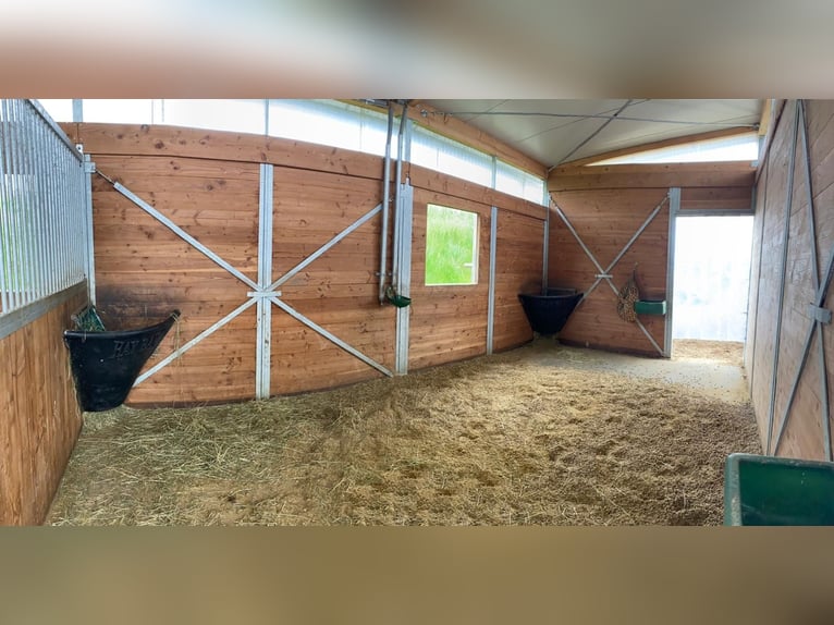 Vrije stalplaats (voor een groep van twee paarden)