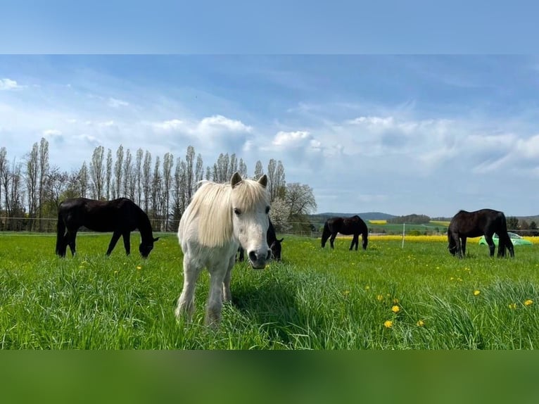 Vrije stalplaats voor merrie