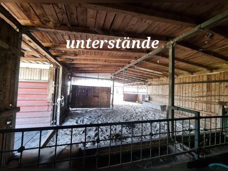 Vrije stalplaats voor pensionado paard beschikbaar