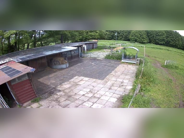 Vrije stalplaats voor pensionado paard beschikbaar
