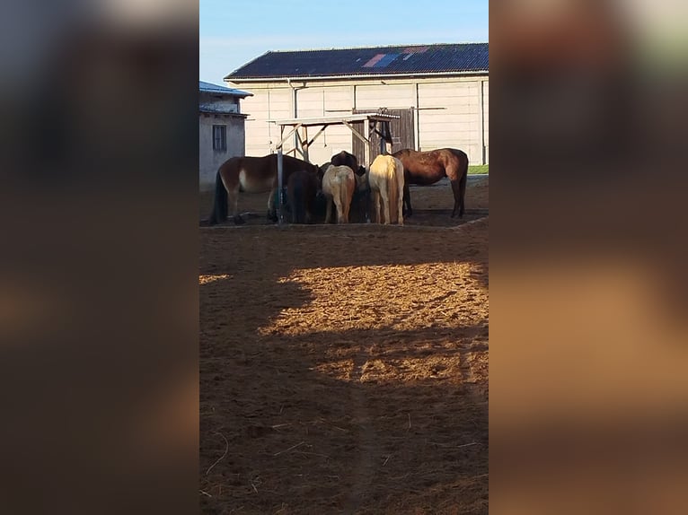 Vrije stalplaats voor twee paarden in een privéstal
