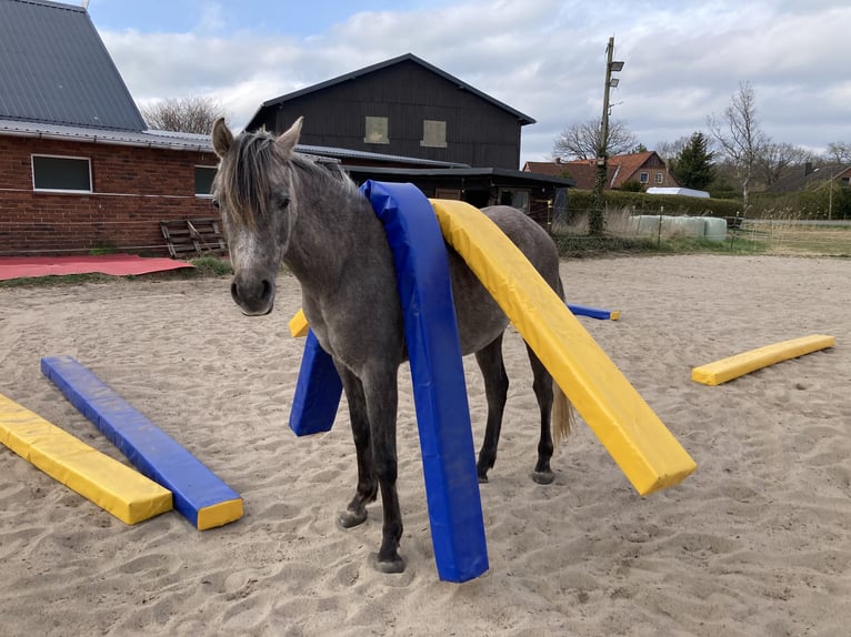 Vrije stalplaats (zelfvoorzienend) voor een hengst met meer bloed beschikbaar
