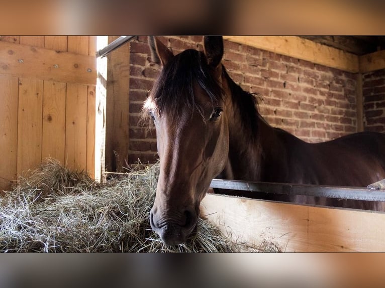 🌿 Vrije stalplaatsen – Paardenparadijs in een prachtige omgeving 🌿