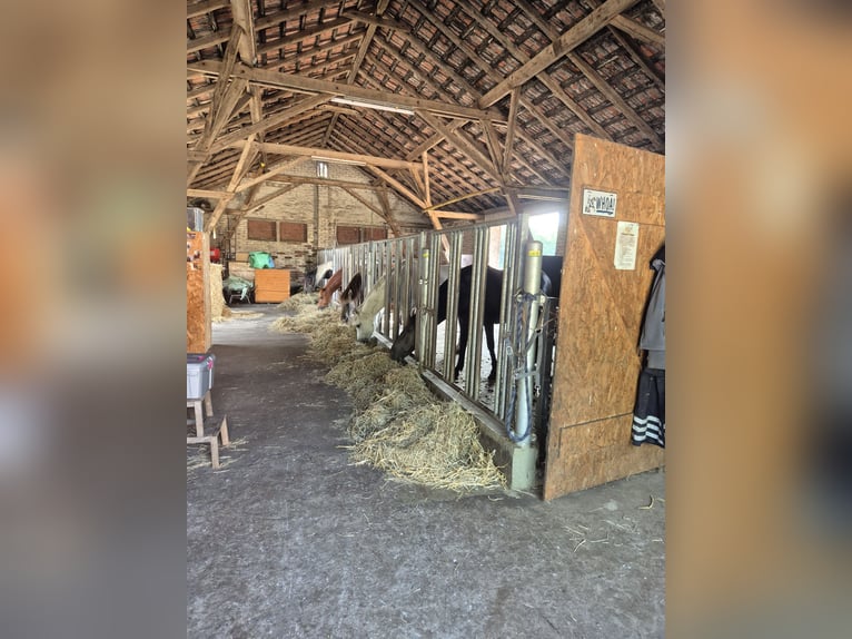 Vrijheidsstal/Paddocktrail voor kleine paarden