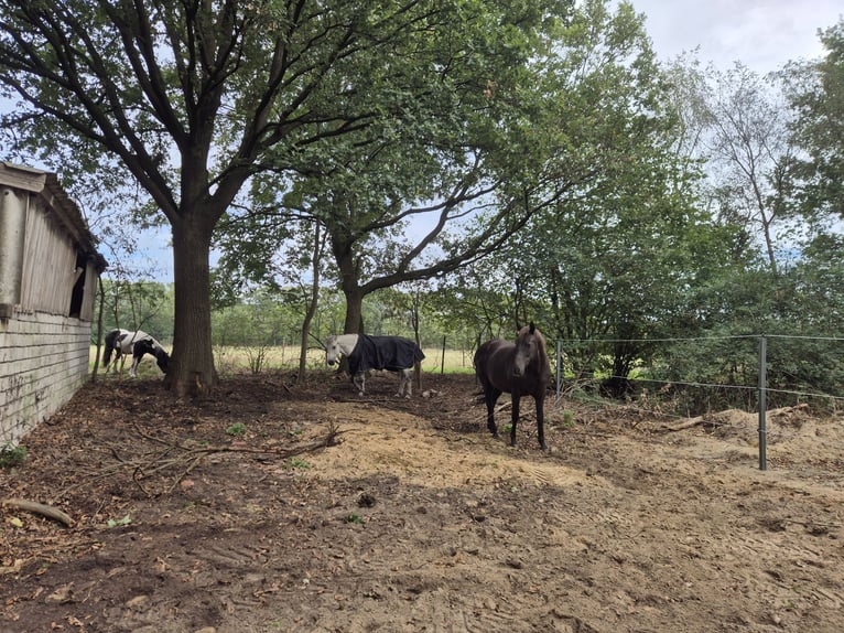 Vrijheidsstal/Paddocktrail voor kleine paarden