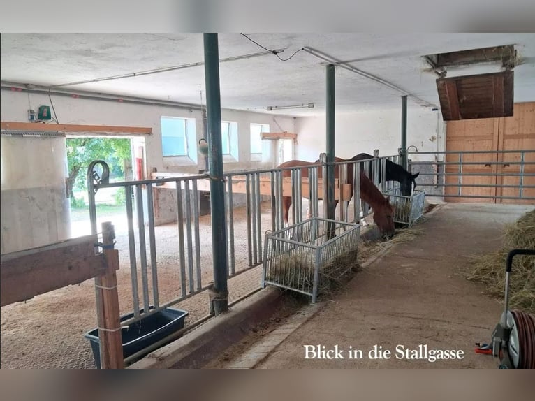 Vrijplaats in paddock voor groot paard-ruin