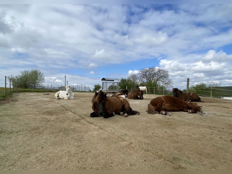 Vrijplaats voor IJslandse pony in open stal