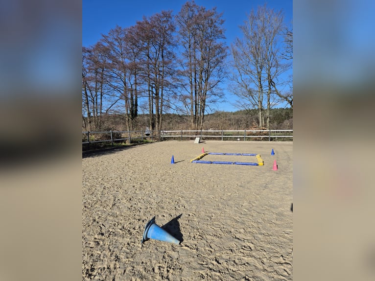 Vrijplaats voor openstal voor reeën of pony’s met stofwisselingstoornissen