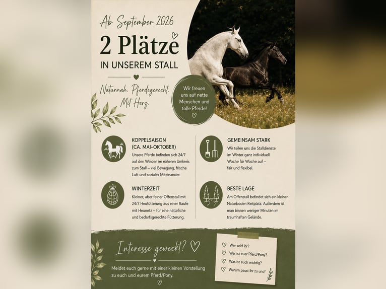 Vrijplaatsen voor 2 paarden in de paddock