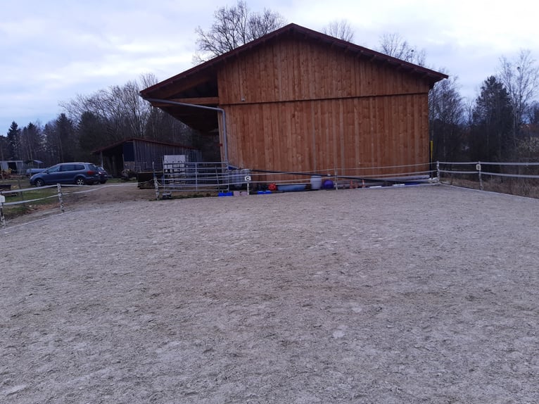 Vrijstaand boxenverblijf voor zelfbeheer voor vier paarden beschikbaar vanaf half/eind augustus!