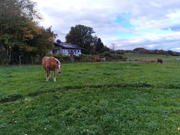 Vrijstaand boxenverblijf voor zelfbeheer voor vier paarden beschikbaar vanaf half/eind augustus!