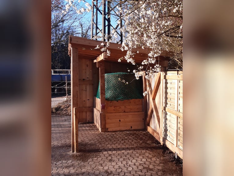 Vrijstaand boxenverblijf voor zelfbeheer voor vier paarden beschikbaar vanaf half/eind augustus!