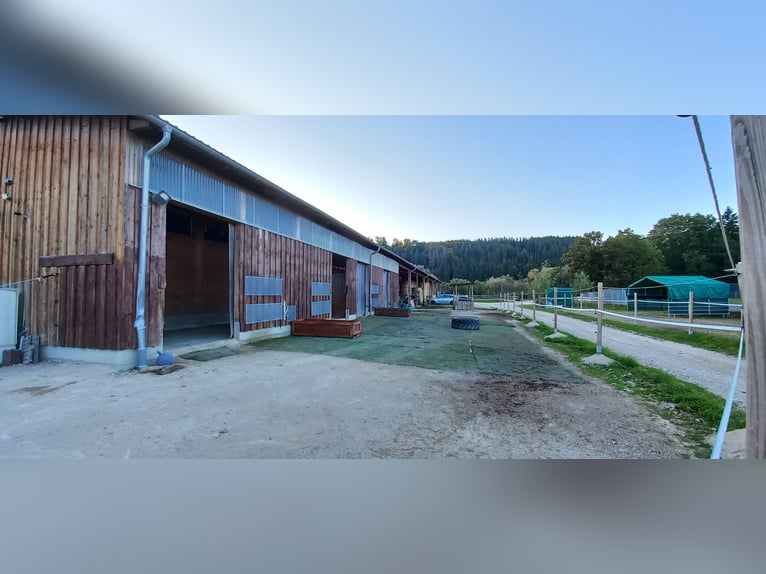 Vrijstal, lichte en gemakkelijk te voeren paardenstalplaats in Tuttlingen-Möhringen