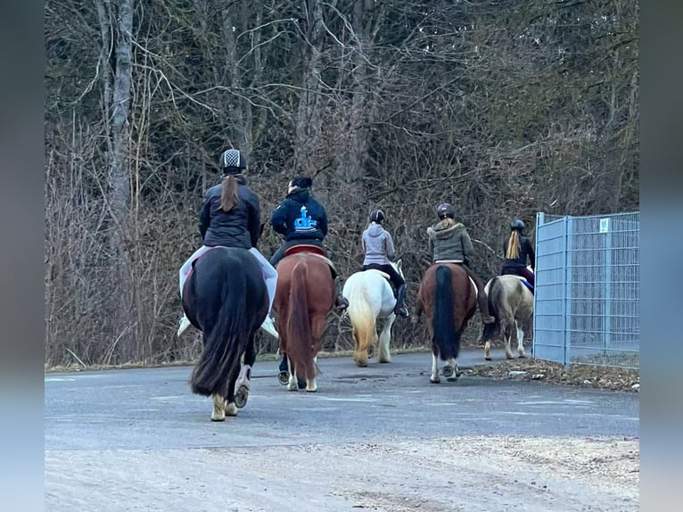 Vrijstal, lichte en gemakkelijk te voeren paardenstalplaats in Tuttlingen-Möhringen
