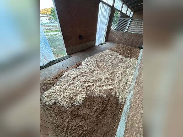 Vrijstal, lichte en gemakkelijk te voeren paardenstalplaats in Tuttlingen-Möhringen