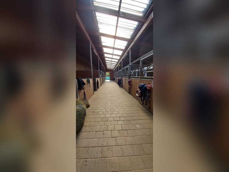 Vrijstal, lichte en gemakkelijk te voeren paardenstalplaats in Tuttlingen-Möhringen