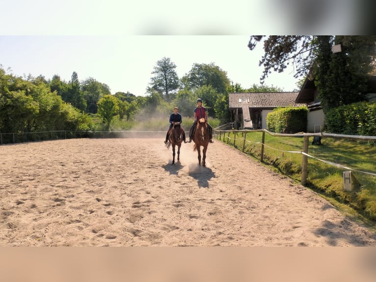 Vrijstallplaats met weidegang en een eigen box voor de nacht