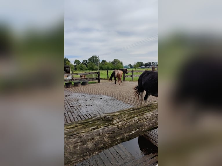 Vrijstalplaats vanaf juni/juli