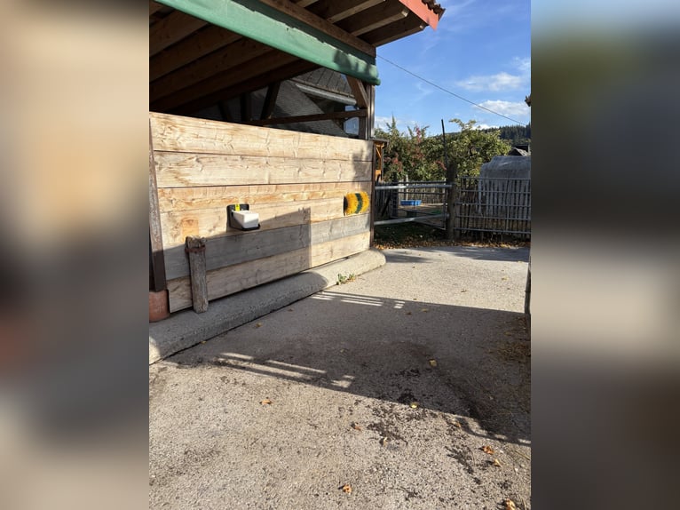 Vrijstalplaats voor 1-2 kleine paarden