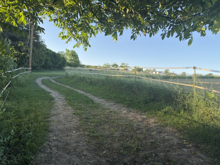 Vrijstalplaats voor één paard