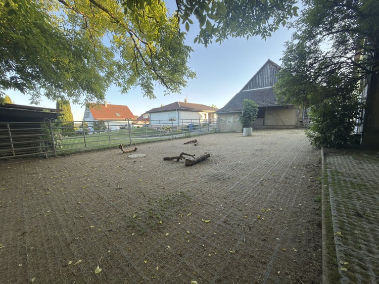 Vrijstalplaats voor één paard