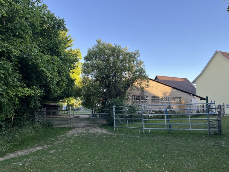 Vrijstalplaats voor één paard