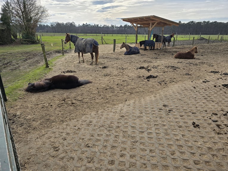 Vrijstalplaats voor merrie / Allergiegevoelig