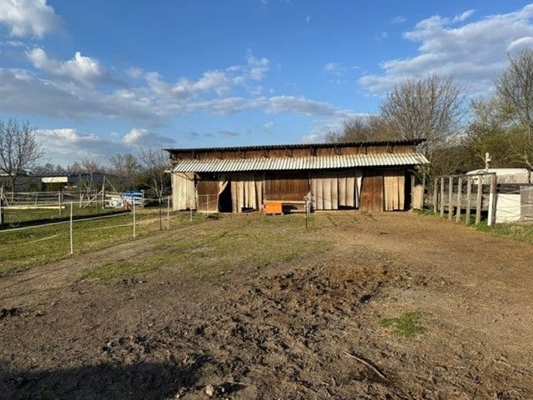 Vrijstalplaats voor paarden of pony's - natuurlijk en eenvoudig in de omgang