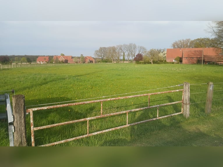 Weide- en stallingang voor pensionados / oudere paarden