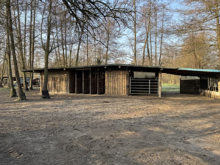 Zoekt nieuwe huurder voor eigen beheer, paddock, trail, weide