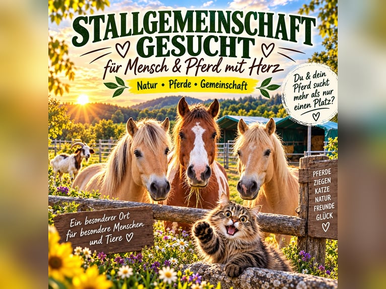 Zoekt stallingengemeenschap – voor mens en paard met hart