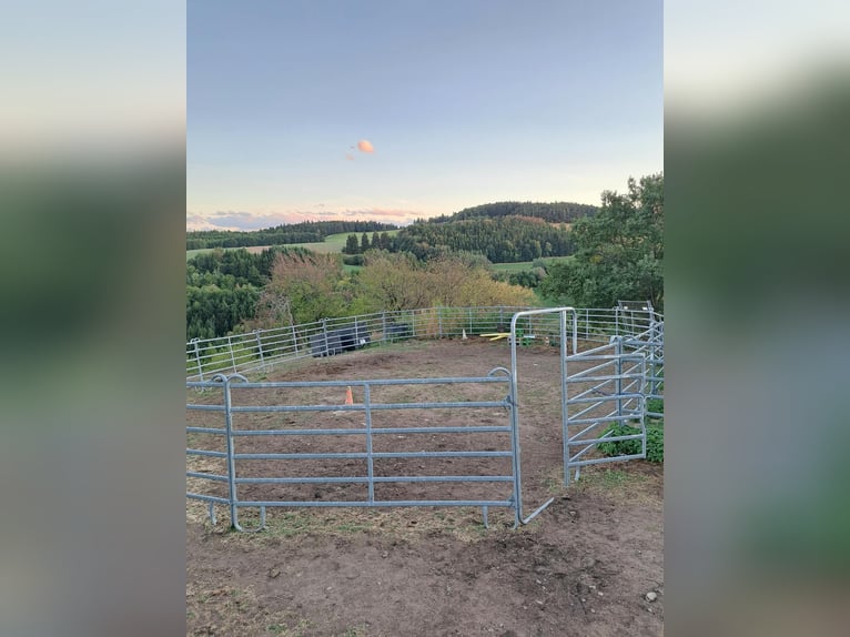 Zoekt stallingengemeenschap – voor mens en paard met hart