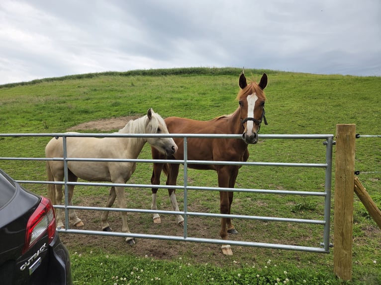 Aufzuchtplatz ab kommende Weidesaison