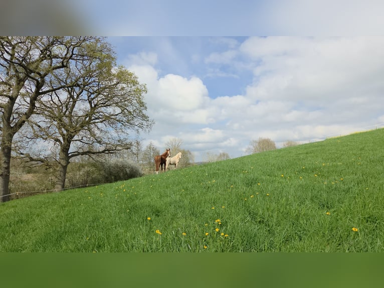 Aufzuchtplatz ab kommende Weidesaison