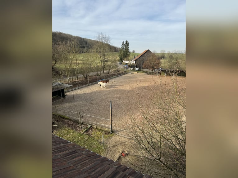 Aufzuchtplatz für Jährlingsstute o. Absetzer in Gemünden (Felda) frei