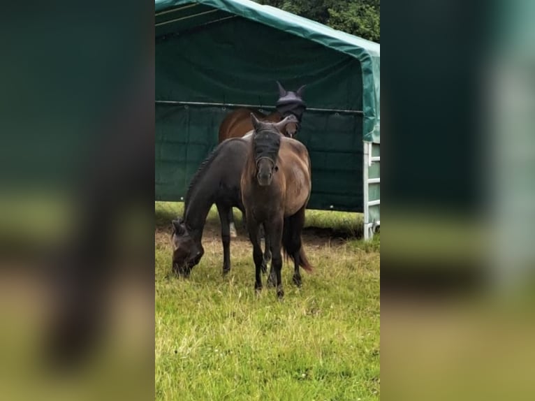 Aufzuchtplatz für Jährlingsstute o. Absetzer in Gemünden (Felda) frei