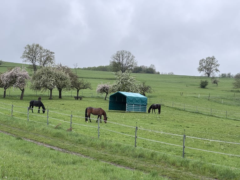 Aufzuchtplatz für Jährlingsstute o. Absetzer in Gemünden (Felda) frei