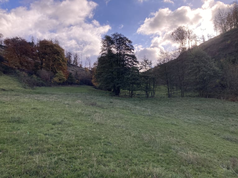 Aufzuchtplatz Hengst/ Wallach