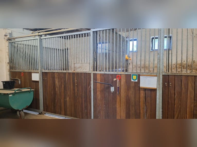 Beschikbare plaatsen voor opfok en gepensioneerde paarden