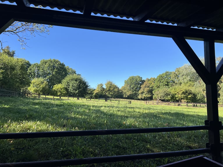 Hengstopfok / Jonge paarden / Ruinen