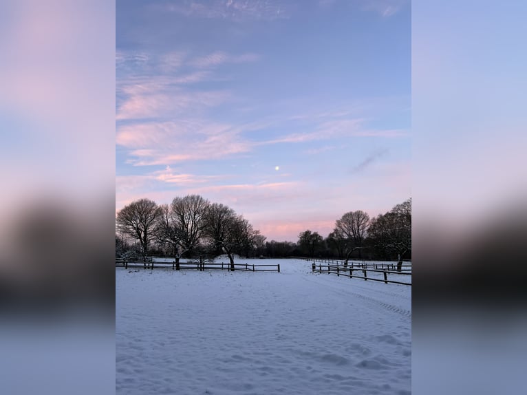 Hengstopfok / Jonge paarden / Ruinen