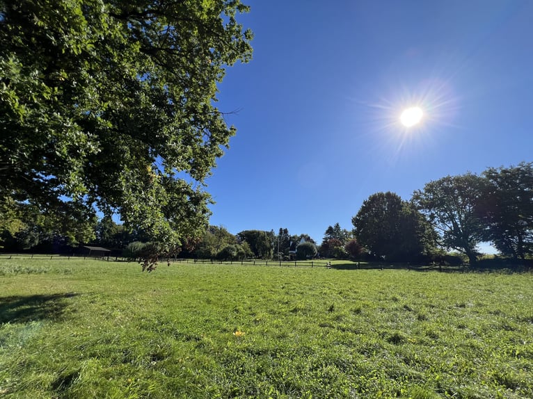 Hengstopfok / Jonge paarden / Ruinen