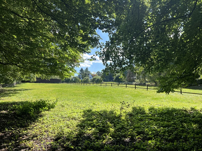 Hengstopfok / Jonge paarden / Ruinen