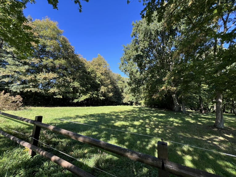 Hengstopfok / Jonge paarden / Ruinen