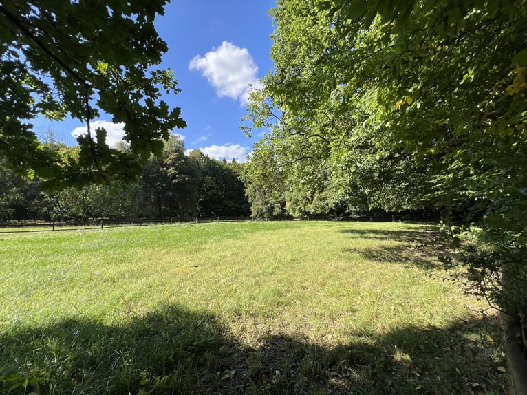 Hengstopfok / Jonge paarden / Ruinen