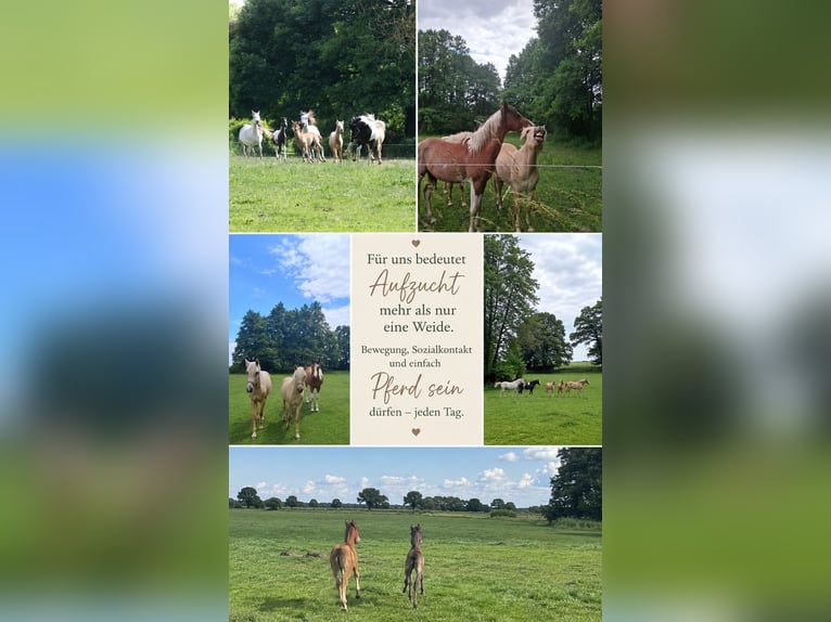 Jonge paardenopfok | Weidegang | Herderschap | 24/7 weiland | Gransee