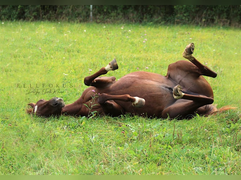 Jongpaardenfokkerij, 74744 Ahorn